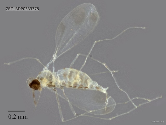 Cecidomyiidae sp. "ZRCBDP0333378" • © Rene Ong • All Rights Reserved
