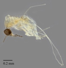 Cecidomyiidae sp. "ZRCBDP0333548"