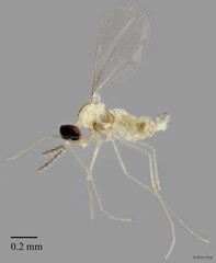 Cecidomyiidae sp. "ZRCBDP0334276"