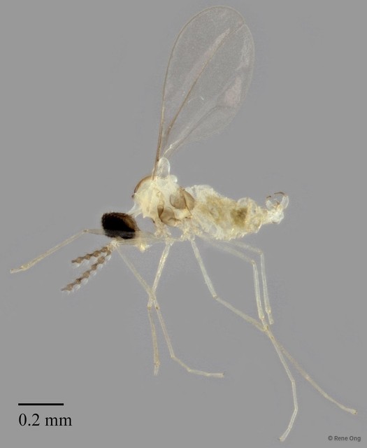 Cecidomyiidae sp. "ZRCBDP0334276" • © Rene Ong • All Rights Reserved
