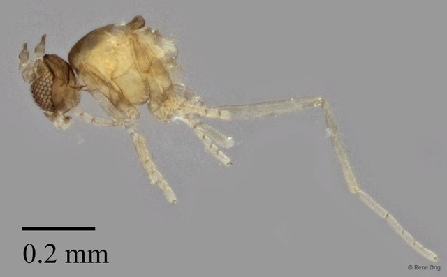 Cecidomyiidae sp. "ZRCBDP0334669" • © Rene Ong • All Rights Reserved