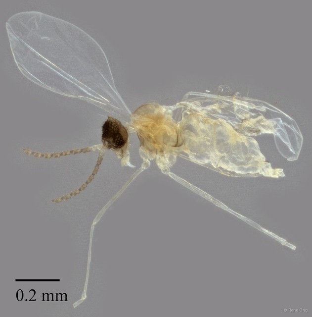 Cecidomyiidae sp. "ZRCBDP0334924" • © Rene Ong • All Rights Reserved