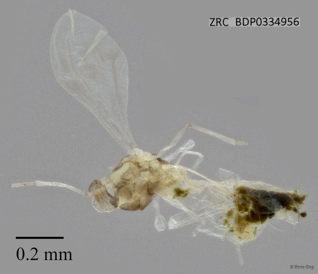 Cecidomyiidae sp. "ZRCBDP0334956" • © Rene Ong • All Rights Reserved