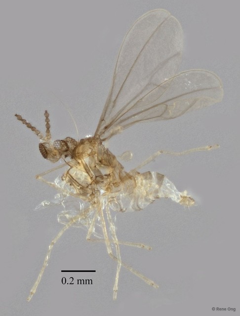 Cecidomyiidae sp. "ZRCBDP0335002" • © Rene Ong • All Rights Reserved