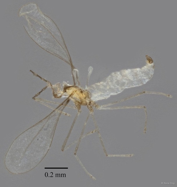 Cecidomyiidae sp. "ZRCBDP0335084" • © Rene Ong • All Rights Reserved
