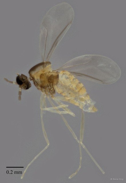 Cecidomyiidae sp. "ZRCBDP0335103" • © Rene Ong • All Rights Reserved