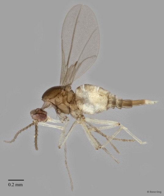 Cecidomyiidae sp. "ZRCBDP0340632" • © Rene Ong • All Rights Reserved