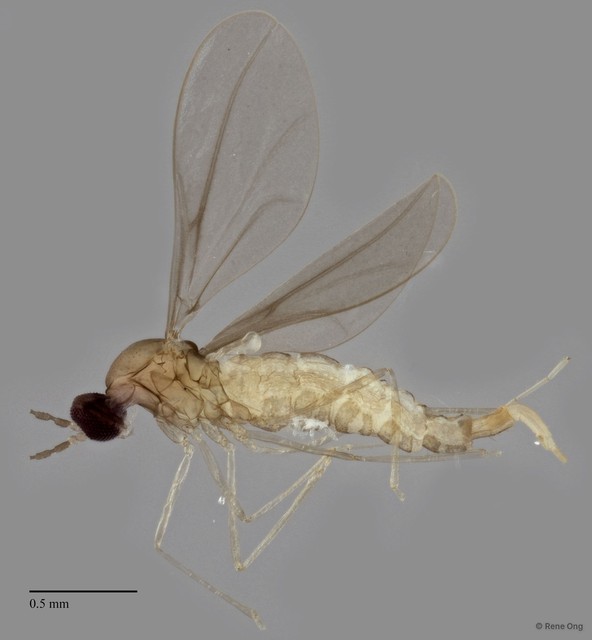 Cecidomyiidae sp. "ZRCBDP0340707" • © Rene Ong • All Rights Reserved