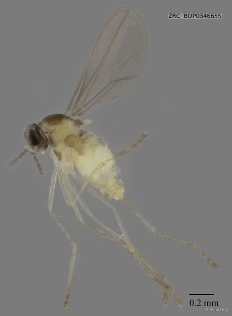 Cecidomyiidae sp. "ZRCBDP0340732" • © Rene Ong • All Rights Reserved