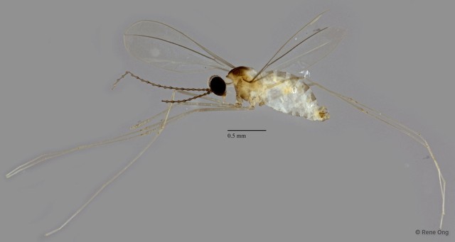 Cecidomyiidae sp. "ZRCBDP0340766" • © Rene Ong • All Rights Reserved