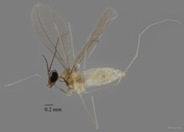 Cecidomyiidae sp. "ZRCBDP0340782" • © Rene Ong • All Rights Reserved