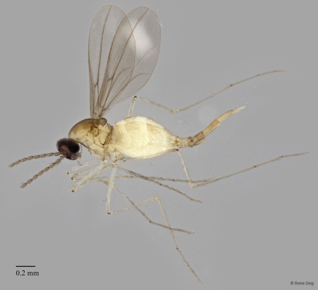 Cecidomyiidae sp. "ZRCBDP0340840" • © Rene Ong • All Rights Reserved