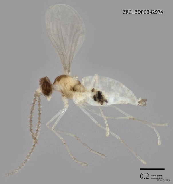 Cecidomyiidae sp. "ZRCBDP0342974" • © Rene Ong • All Rights Reserved