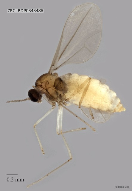 Cecidomyiidae sp. "ZRCBDP0343488" • © Rene Ong • All Rights Reserved