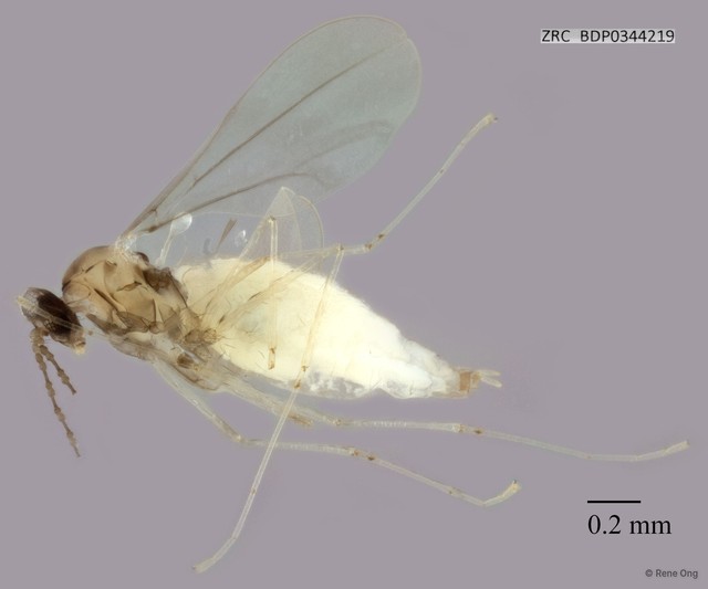Cecidomyiidae sp. "ZRCBDP0344219" • © Rene Ong • All Rights Reserved