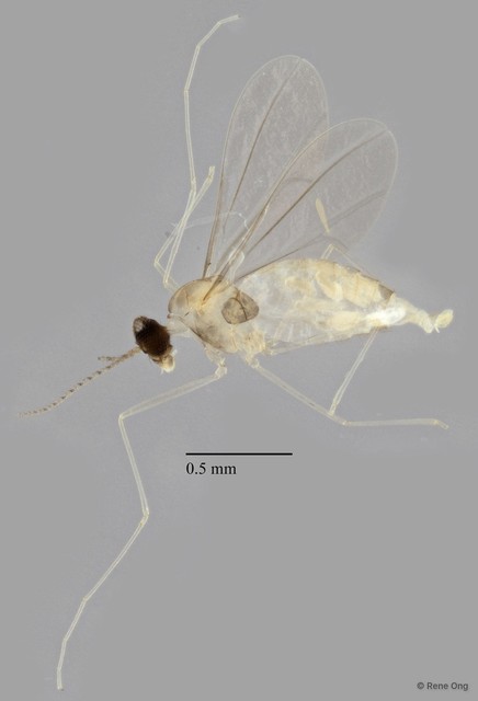 Cecidomyiidae sp. "ZRCBDP0344588" • © Rene Ong • All Rights Reserved