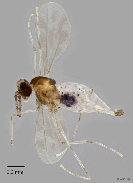 Cecidomyiidae sp. "ZRCBDP0344597" • © Rene Ong • All Rights Reserved