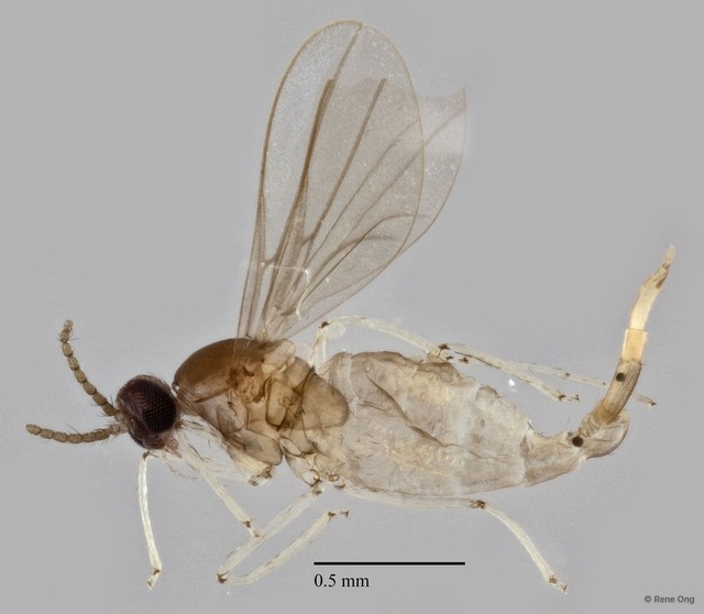 Cecidomyiidae sp. "ZRCBDP0344602" • © Rene Ong • All Rights Reserved