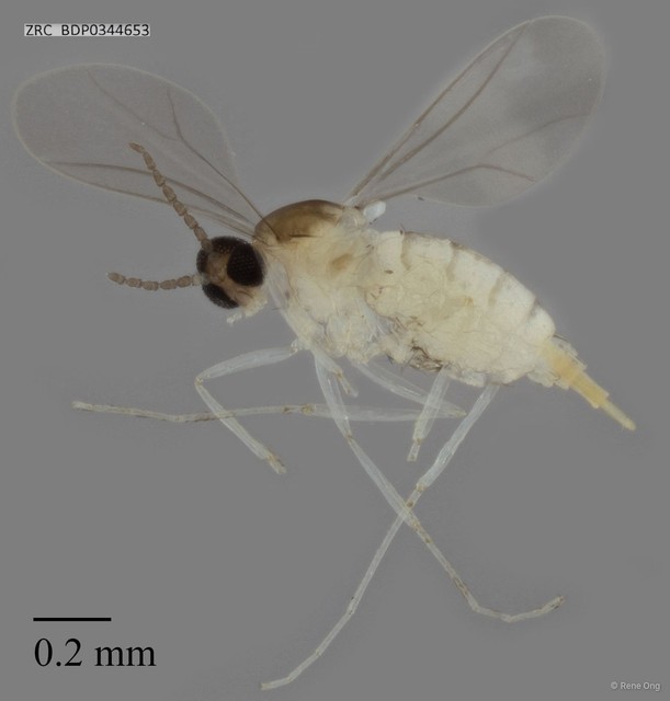 Cecidomyiidae sp. "ZRCBDP0344653" • © Rene Ong • All Rights Reserved