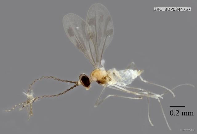 Cecidomyiidae sp. "ZRCBDP0344757" • © Rene Ong • All Rights Reserved