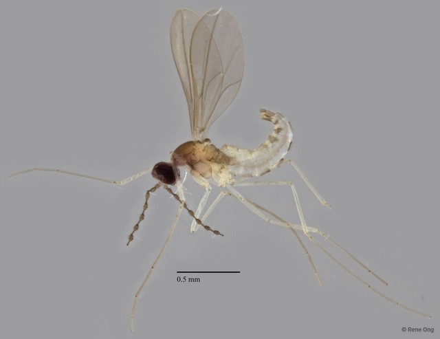 Cecidomyiidae sp. "ZRCBDP0344761" • © Rene Ong • All Rights Reserved