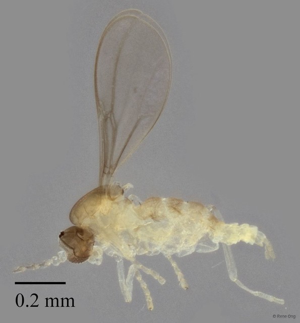 Cecidomyiidae sp. "ZRCBDP0345441" • © Rene Ong • All Rights Reserved