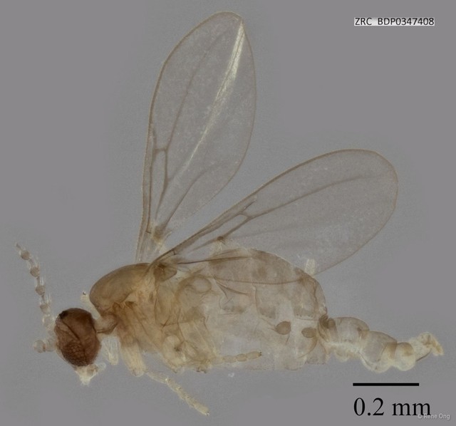 Cecidomyiidae sp. "ZRCBDP0345541" • © Rene Ong • All Rights Reserved