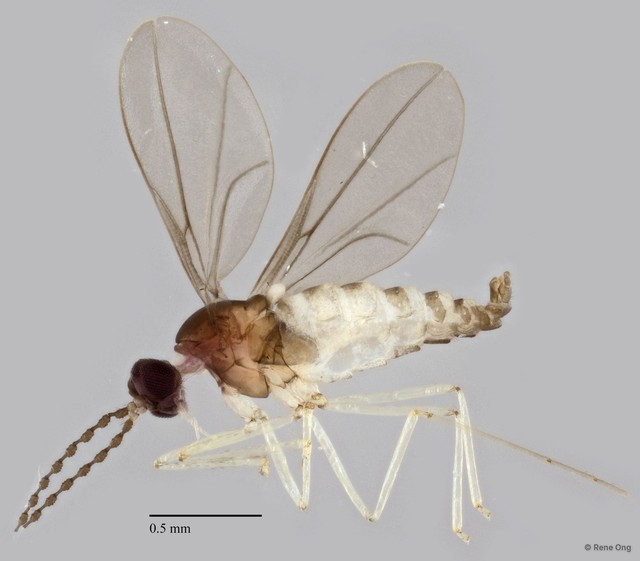 Cecidomyiidae sp. "ZRCBDP0345625" • © Rene Ong • All Rights Reserved
