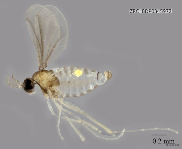 Cecidomyiidae sp. "ZRCBDP0345972" • © Rene Ong • All Rights Reserved