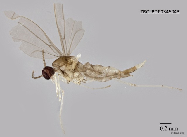 Cecidomyiidae sp. "ZRCBDP0346043" • © Rene Ong • All Rights Reserved