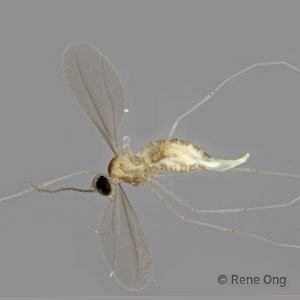 Cecidomyiidae sp. "ZRCBDP0346074" • © Rene Ong • All Rights Reserved