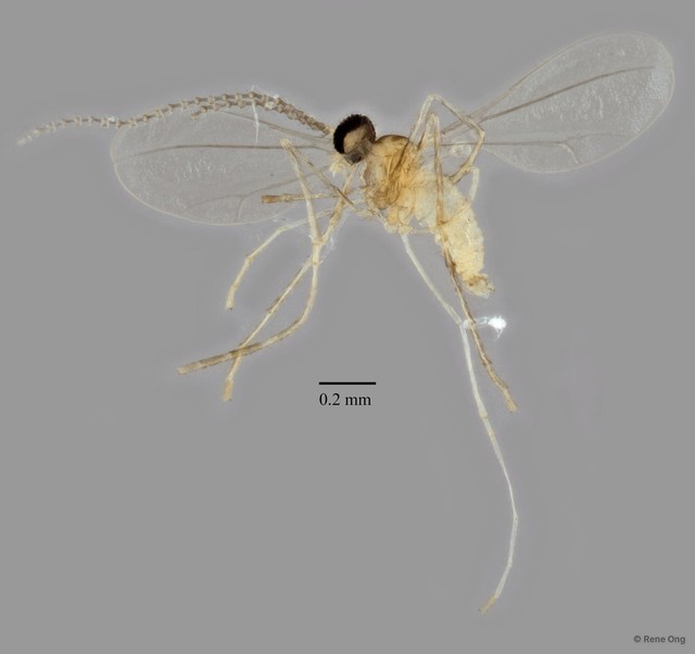 Cecidomyiidae sp. "ZRCBDP0346628" • © Rene Ong • All Rights Reserved