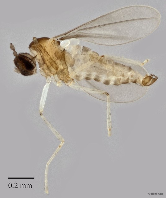 Cecidomyiidae sp. "ZRCBDP0346858" • © Rene Ong • All Rights Reserved