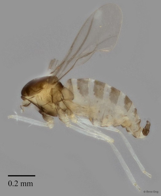 Cecidomyiidae sp. "ZRCBDP0346992" • © Rene Ong • All Rights Reserved