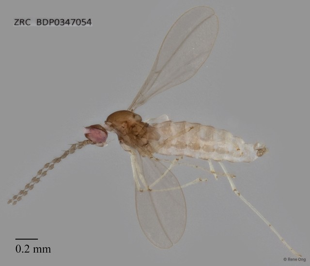 Cecidomyiidae sp. "ZRCBDP0347054" • © Rene Ong • All Rights Reserved