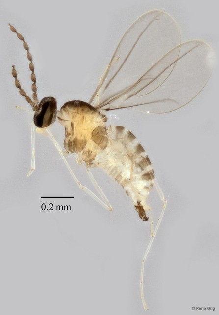 Cecidomyiidae sp. "ZRCBDP0347178" • © Rene Ong • All Rights Reserved