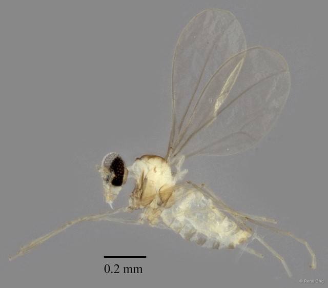 Cecidomyiidae sp. "ZRCBDP0347239" • © Rene Ong • All Rights Reserved