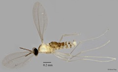 Cecidomyiidae sp. "ZRCBDP0347271"