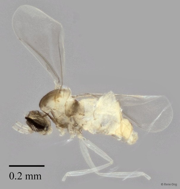 Cecidomyiidae sp. "ZRCBDP0347273" • © Rene Ong • All Rights Reserved