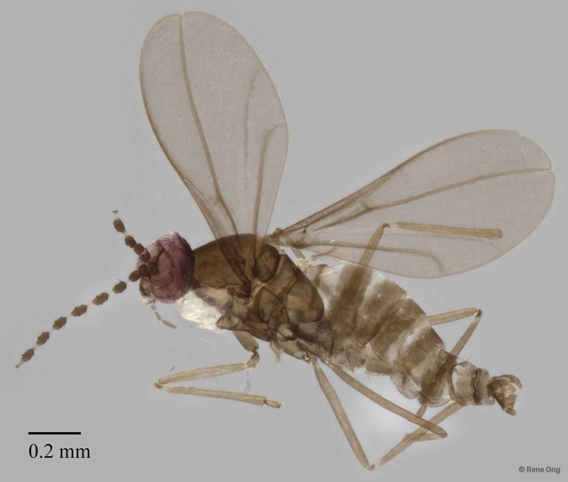 Cecidomyiidae sp. "ZRCBDP0347359" • © Rene Ong • All Rights Reserved