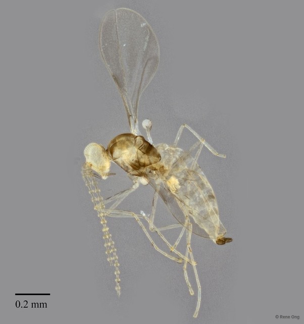 Cecidomyiidae sp. "ZRCBDP0347440" • © Rene Ong • All Rights Reserved