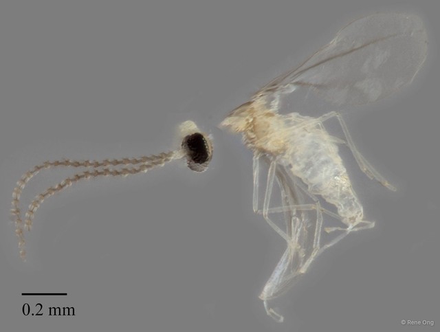 Cecidomyiidae sp. "ZRCBDP0347477" • © Rene Ong • All Rights Reserved