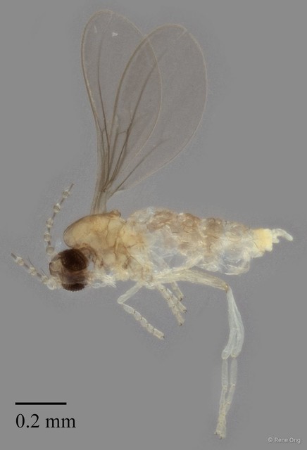 Cecidomyiidae sp. "ZRCBDP0347518" • © Rene Ong • All Rights Reserved