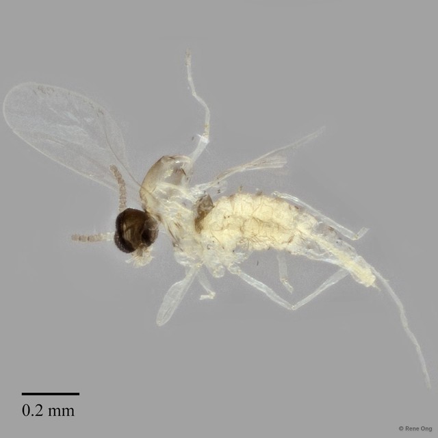 Cecidomyiidae sp. "ZRCBDP0347568" • © Rene Ong • All Rights Reserved