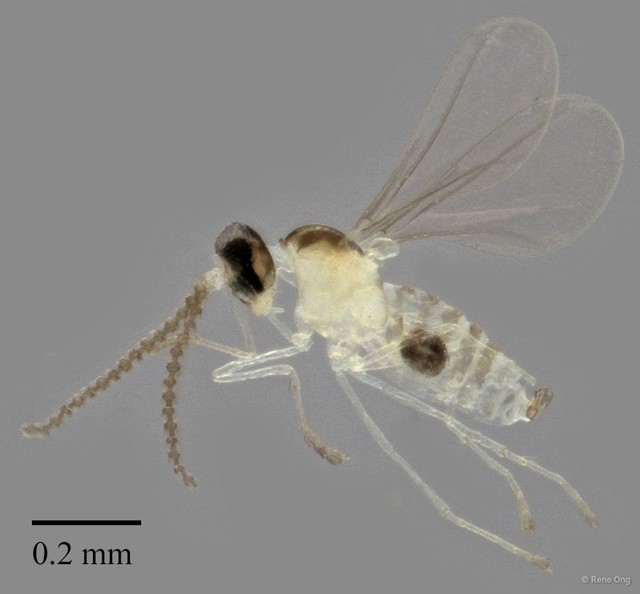 Cecidomyiidae sp. "ZRCBDP0347602" • © Rene Ong • All Rights Reserved