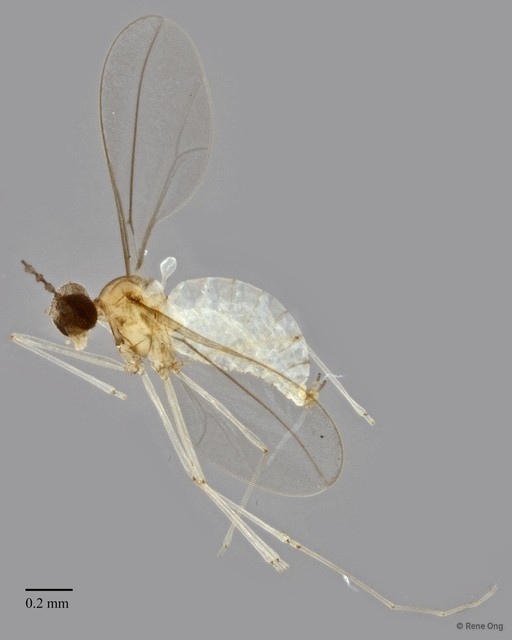 Cecidomyiidae sp. "ZRCBDP0347608" • © Rene Ong • All Rights Reserved