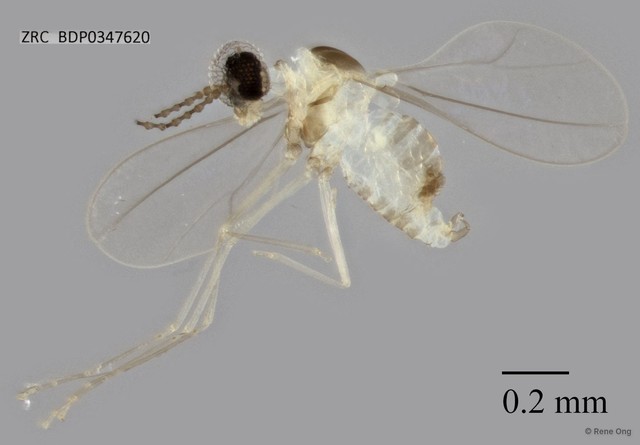 Cecidomyiidae sp. "ZRCBDP0347620" • © Rene Ong • All Rights Reserved