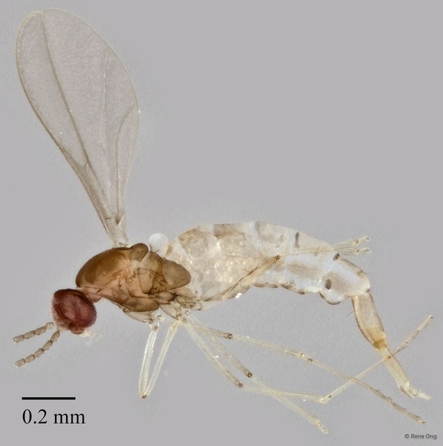 Cecidomyiidae sp. "ZRCBDP0347660" • © Rene Ong • All Rights Reserved