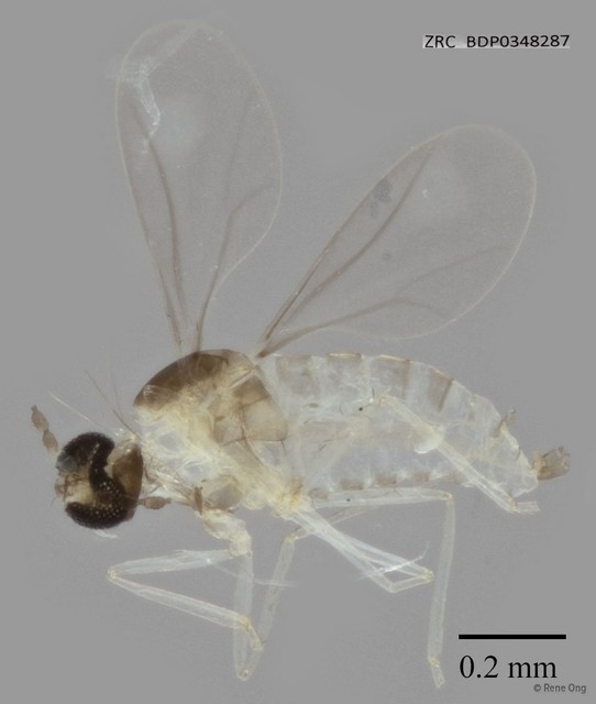 Cecidomyiidae sp. "ZRCBDP0347846" • © Rene Ong • All Rights Reserved