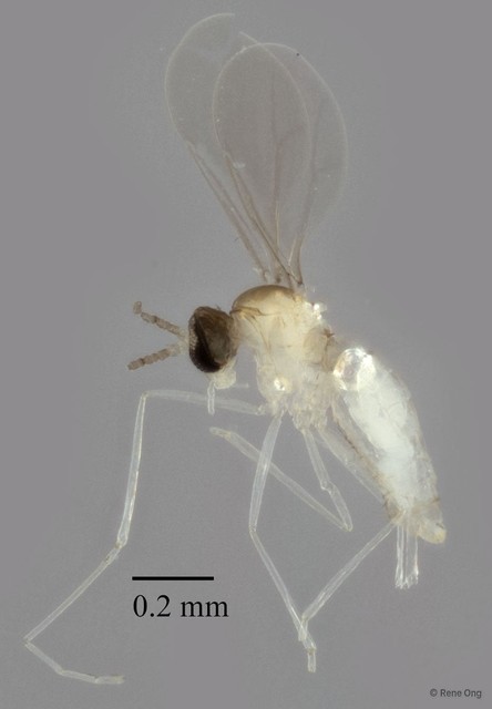 Cecidomyiidae sp. "ZRCBDP0347848" • © Rene Ong • All Rights Reserved